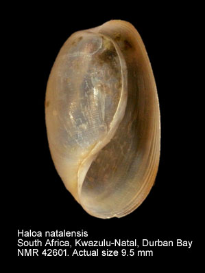 Haloa natalensis.jpg - Haloa natalensis (Krauss,1848)